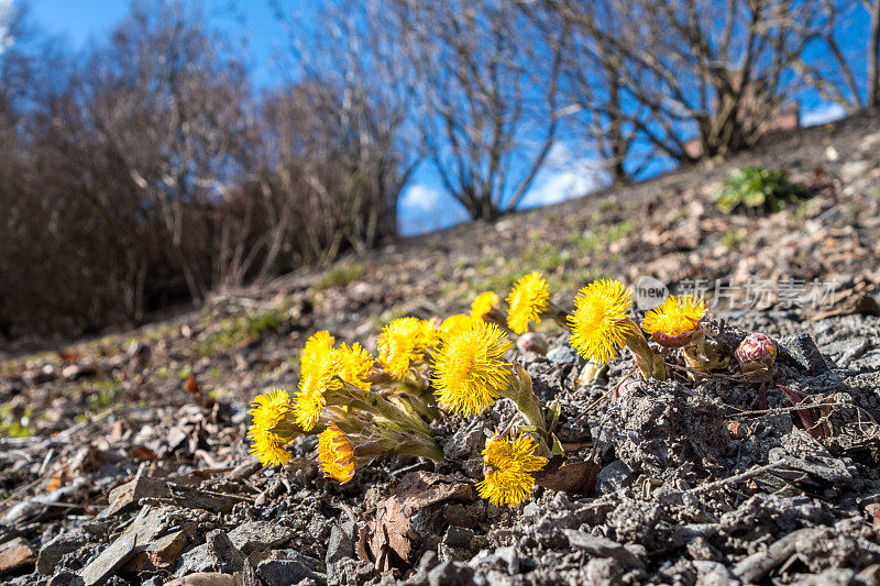 款冬，Tussilago farfara春花宏，挪威奥斯陆